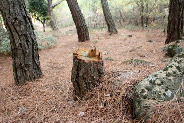 Best Emergency Tree Removal  in Martha Lake, WA