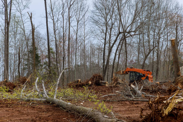 How Our Tree Care Process Works  in  Martha Lake, WA