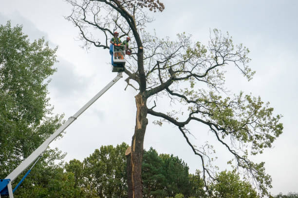 Martha Lake, WA Tree Care Company